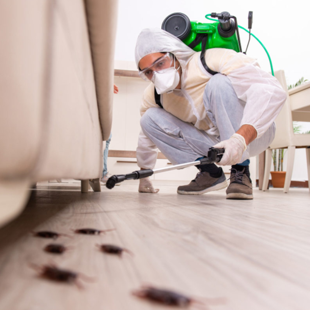 Saneamiento Ambiental y Control de Plagas